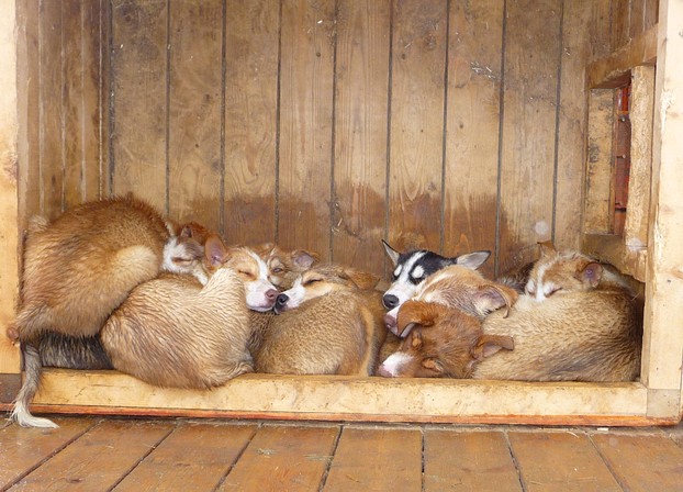 Huskie Puppies at the Wilderness Centre