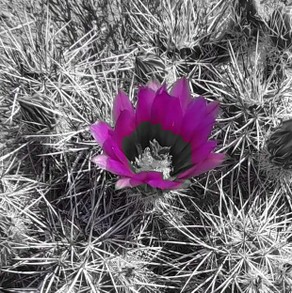 Cactus in Black and White with Purple Filter