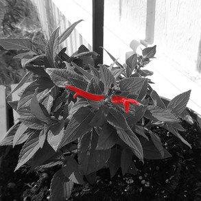 Sage in Black and White with Red Filter