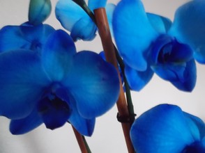 Blue Mystique Orchid using Flower Function