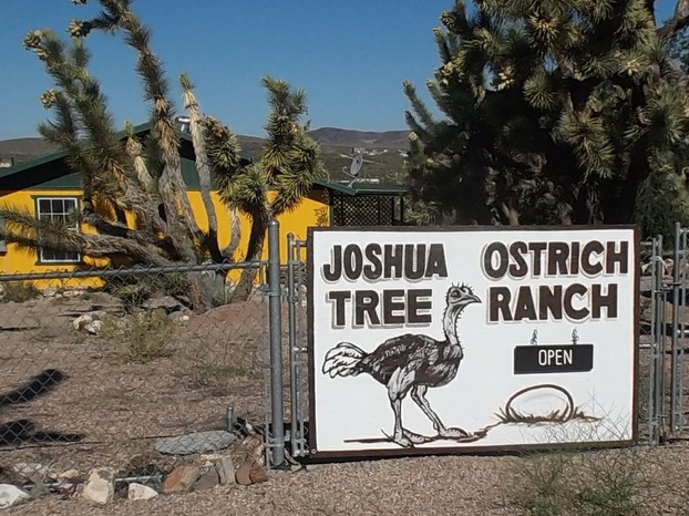 Joshua Tree Ostrich Ranch