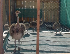 Young Ostrich in the Pen