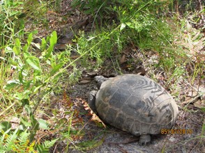 An endangered Gopher Tortoise makes his way through the brush.