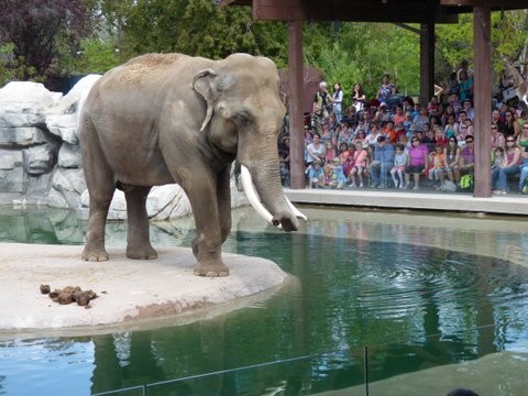 Elephant Show at Denver Zoo