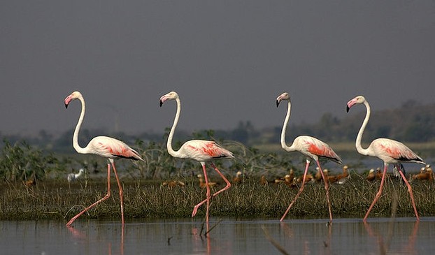 Greater Flamingos in India