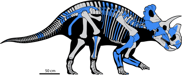 D.C. Evans and M.J. Ryan, "Cranial Anatomy of Wendiceratops pinhornensis," PLOS ONE 10(7) July 8, 2015 e0130007, Fig. 3