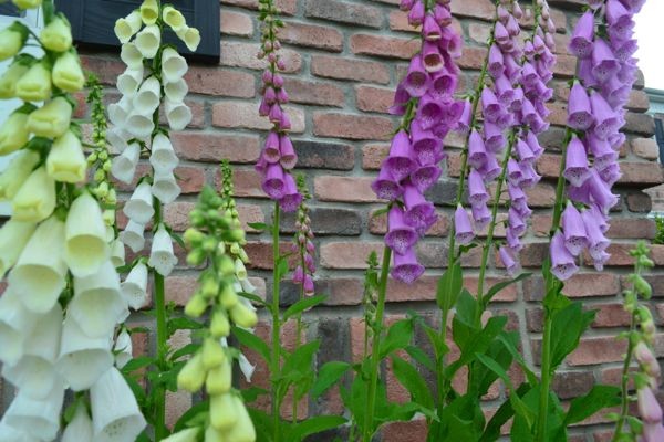 Foxglove come in a variety of colors