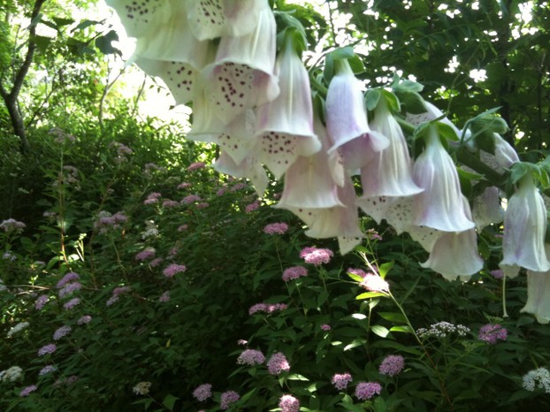 Foxglove and spirea are a great late Spring combination