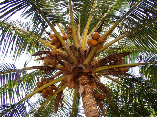 Coconuts Growing in a Coconut Palm