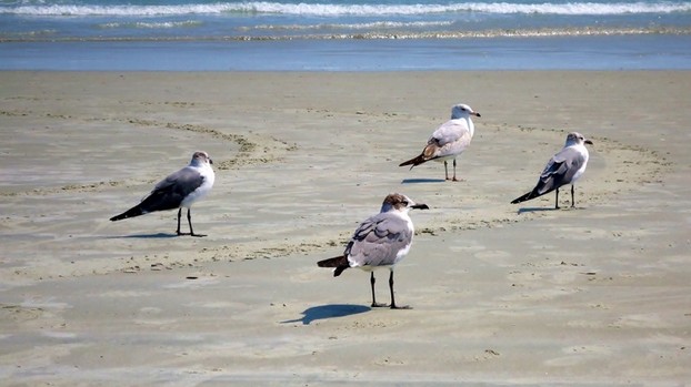 Seagulls on a Florida Beach