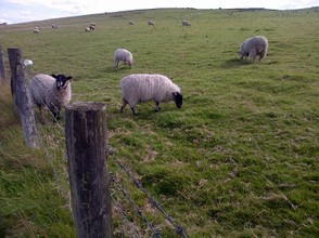 Sheep safely graze