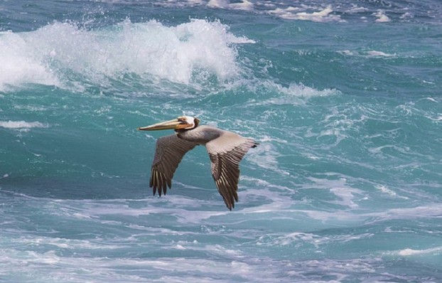 Brown Pelican Over Ocean (cropped)