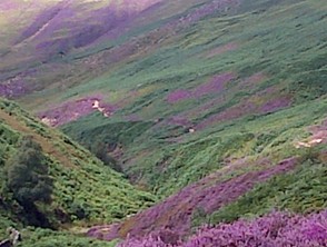 A heather covered vale