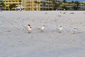 You'll find lots of coastal birds on the beach here in St. Petersburg