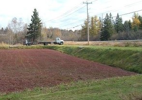"Harvested" Cranberry Bog