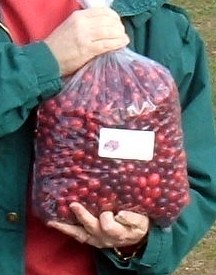 My big bag of fresh Maine Cranberries