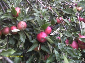 Apples are rich and abundant