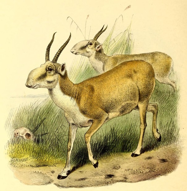 P.L. Sclater and Oldfield Thomas, The Book of Antelopes, Vol. III (1897-1898), Pl. XLIX, opp. p. 31