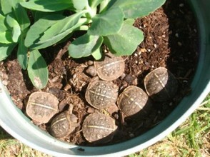 Baby Box Turtles in a Flower Pot