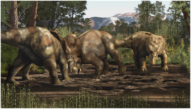 A. R. Fiorillo and R. S. Tykosk, An Immature Pachyrhinosaurus perotorum, PLOS ONE, vol. 8, issue 6 (June 19, 2013), Figure 1