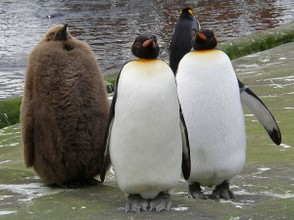 King Penguin family at Edinburgh Zoo
