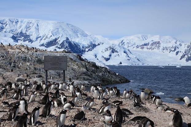 Gentoo Penguins nest around this historic site where the two British researchers Thomas W. Bagshawe and Maxime C. Lester spent a year in 1921-22.