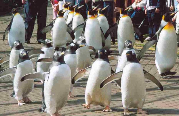 Penguin Parade at Edinburgh Zoo