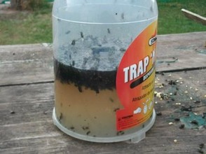 Trap 'n' Toss filled with flies
