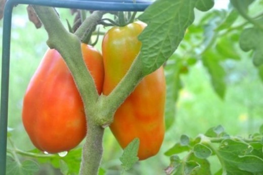 San Marzano tomatoes ripening on the vine.