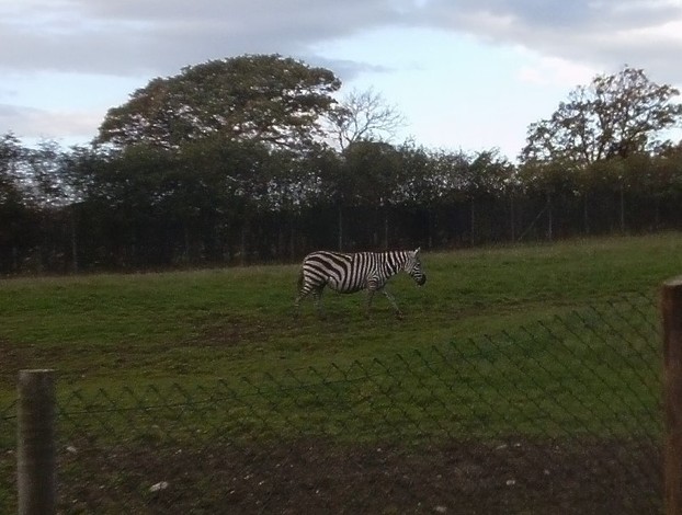 There is a huge zebra field
