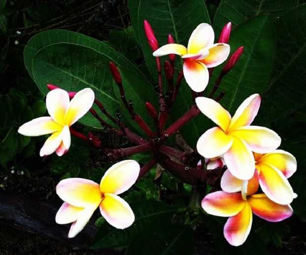 Tropical Plumeria Flowers