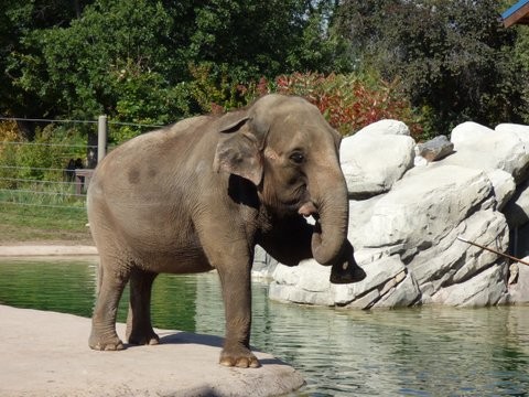 Dolly Asian Elephant Performs