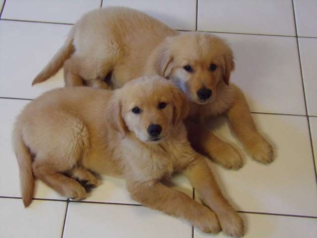 There are three majory sources of golden retriever puppies