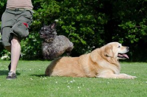 golden-retriever-and-another-dog