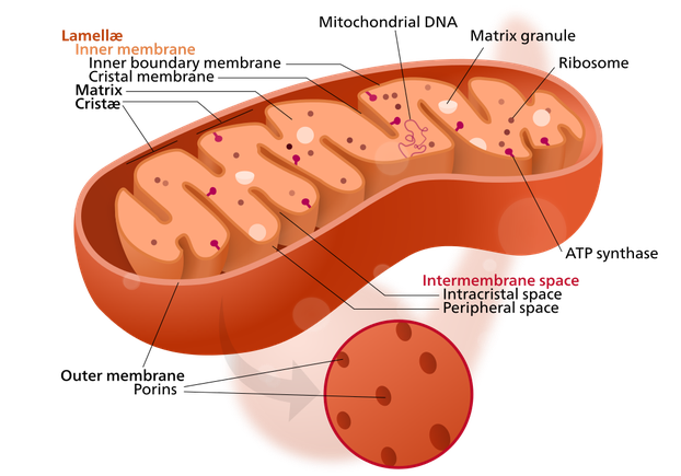 diagram of simplified structure of a mitochondrion
