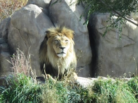 King of Beasts Raja Lion at Denver Zoo