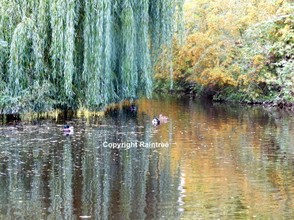Weeping Willow By Lake