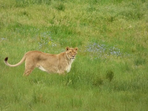 Female African Lion in the Wildflowers