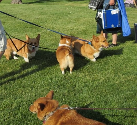 A Convention of Corgis in the Park