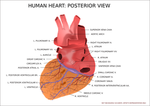 Learning about the anatomy of the human heart is a positive step