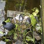 Some birds making a home in the canals