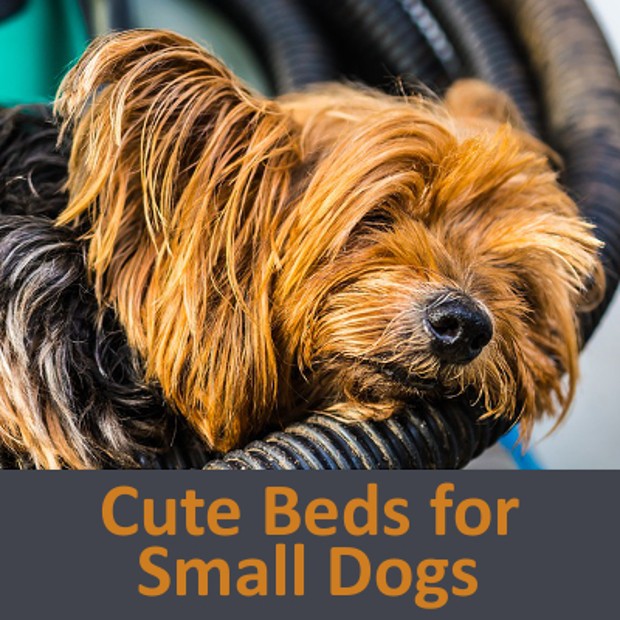 Small dog beds sofas and pet furniture