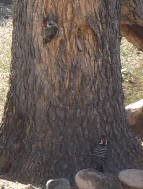 Ladderback Woodpeckers