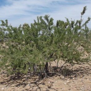 Catclaw Acacia Tree