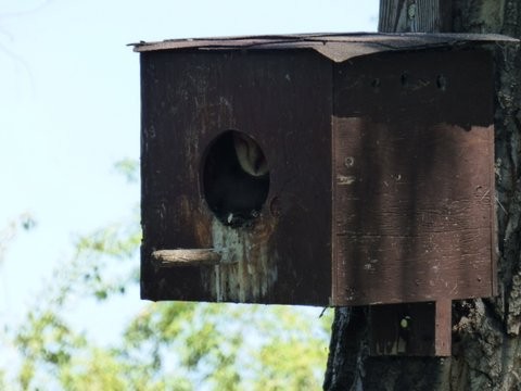 Barn Owl in a Nest Box