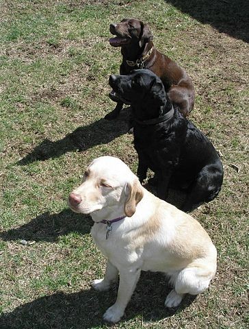 Molly, Zoey, and Chance - all three labrador colors