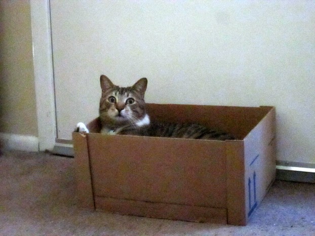 Handsome Playing in a Box