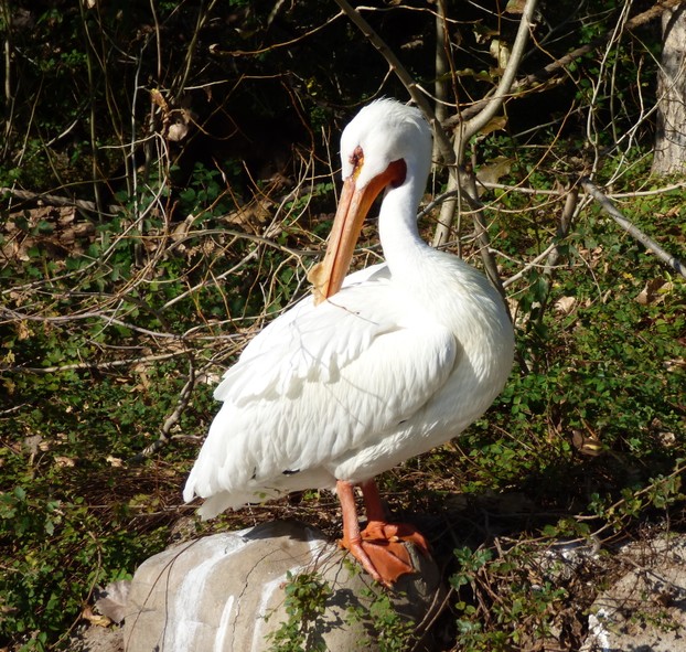 White Pelican on a Rock