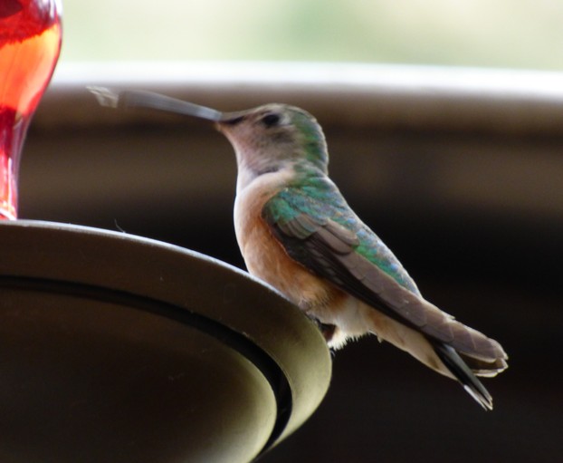 Hummer at a Feeder in Morrison Colorado