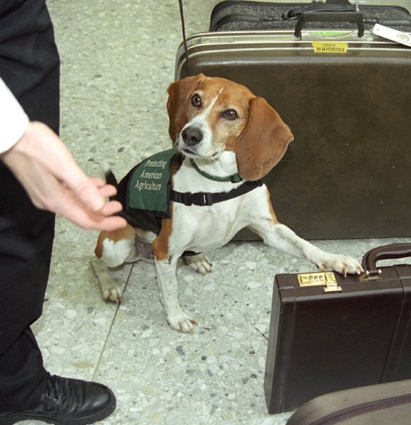 Beagle finds contraband